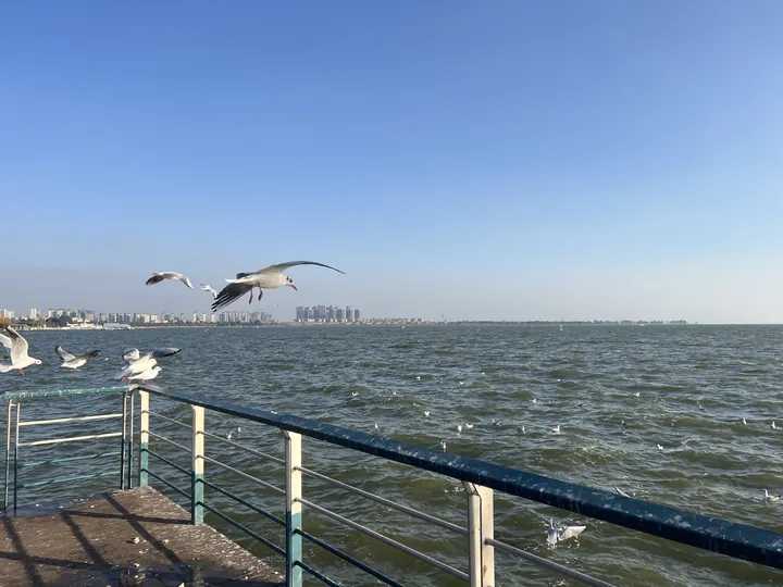 晴天湖岸的海鸥掠过水面与栏杆，远处是城市岸线